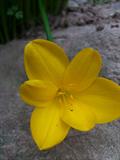 Fall daffodil
